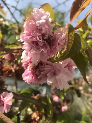 a bunch of pink flowers on a tree at Ons Hofke in Lubbeek
