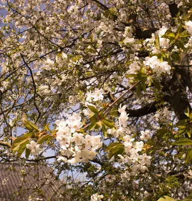 a tree with white flowers in the sky at B&B Den Boomgaard Moorsel in Moorsel