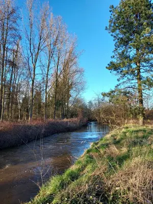 a river with trees on the side of it at Rustig gelegen chalet Solvo met terras aan het water in Geel