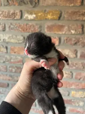 a person holding a small black and white kitten at Villa71 in Rijkevorsel