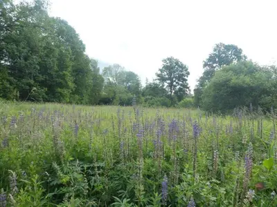 a field full of purple flowers in a field at Time 2 Relax chalet aan het water in Geel