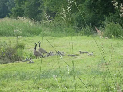 a group of geese and their babies in a field at Time 2 Relax chalet aan het water in Geel