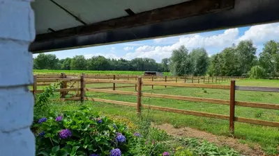 a fence with purple flowers in front of a field at Boshovense Velden in Grobbendonk