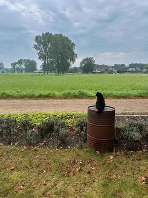 a black cat sitting on top of a barrel at B&B Droomzoet in Herentals
