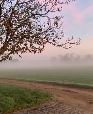 a foggy field with a tree and a dirt road at B&B Droomzoet in Herentals