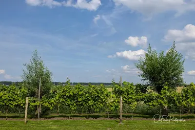 a row of trees in a field of vines at Vakantiehuis Paula in Watervliet