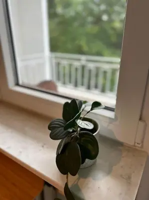 a potted plant sitting on a window sill at Ghent by the water in Ghent