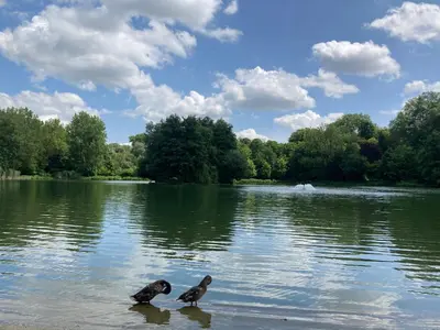 two birds standing in the middle of a lake at Chez Roya in Zaventem