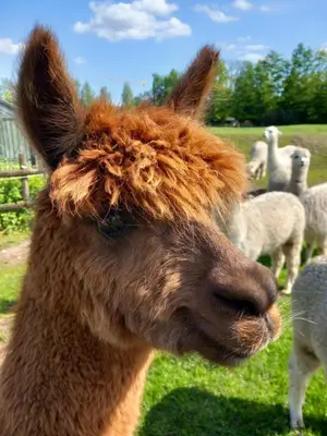 a close up of the head of a llama at slapen bij alpacas in Beerse