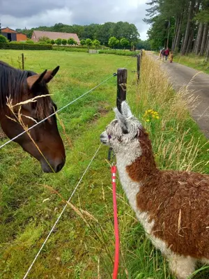 a horse and a llama standing next to a fence at slapen bij alpacas in Beerse