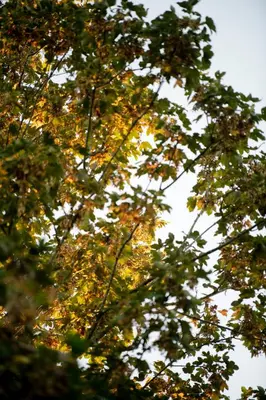 a group of trees with yellow and orange leaves at Nuit Blanche in Oud-Heverlee