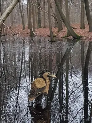 a duck standing in the water in the woods at Maison Raymond - Vakantiehuisje met houtgestookte sauna in Melsen