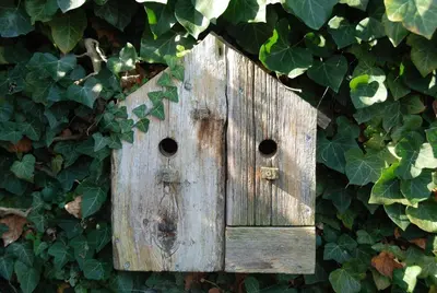 a wooden birdhouse is covered in ivy at The Little House in Beersel