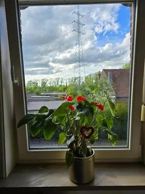 a potted plant sitting in front of a window at Le gîte des Ambres in Denderleeuw