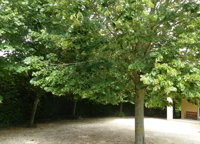 a group of trees in a park with a bench at Wood-and-work in Wavre