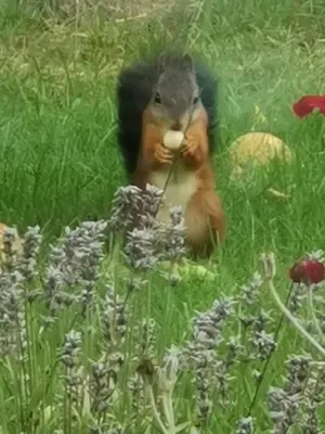 a squirrel sitting in the grass eating a piece of food at ScraB&Ble Ecologische gastenkamers in Bornem