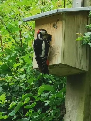a bird sitting on the side of a bird house at ScraB&Ble Ecologische gastenkamers in Bornem