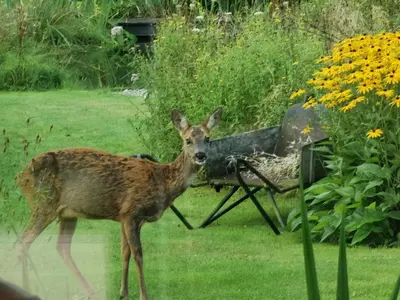 a deer standing in a yard with a camera at ScraB&Ble Ecologische gastenkamers in Bornem