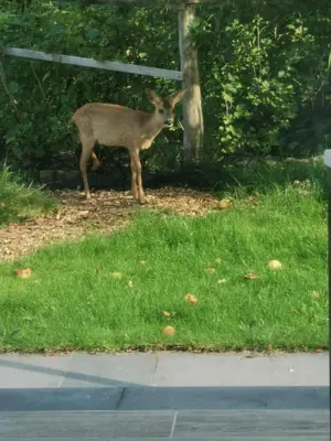 a deer standing in the grass next to a fence at ScraB&Ble Ecologische gastenkamers in Bornem