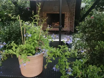 a group of plants in front of a fireplace at Casa della Nonna in Diest