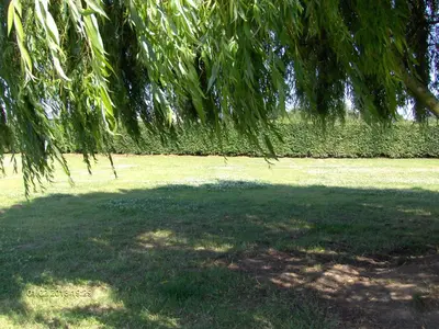 a tree shading a field with a large shadow at Wenceslas Cobergher II Appartementen 2 of 4 in Boutersem
