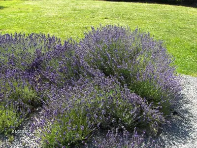 a bunch of purple lavender plants in a field at Wenceslas Cobergher II Appartementen 2 of 4 in Boutersem