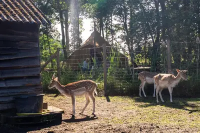 a group of deer standing in front of a fence at KARIBU - Olifant in Kasterlee