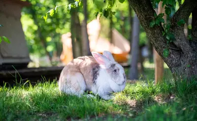 a rabbit sitting in the grass next to a tree at KARIBU - Olifant in Kasterlee