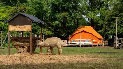 a sheep eating hay from a feeder in a field at KARIBU - Olifant in Kasterlee