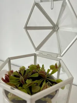a glass box with a plant inside of it at Appartement lumineux dans un quartier animé in Brussels