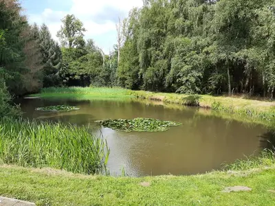 a pond with lily pads in the water at De Vijver in Geel