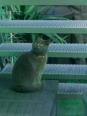 a cat sitting on a bench next to a picnic table at Jungle Magic Room near Atomium , Heyzel Stadium in Strombeek-Bever