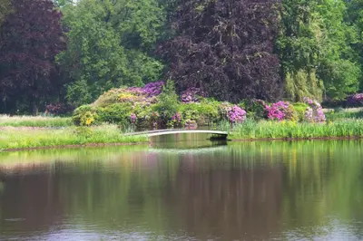 a body of water with a bunch of flowers at B&B Kasteel Den Tip in Arendonk