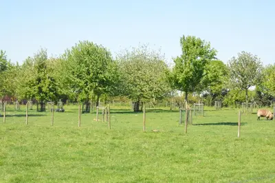 a field with trees and a pig in the grass at B & B Landhuis Ter Velt in Melle