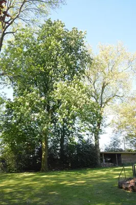 a tree in the middle of a grass field at B & B Landhuis Ter Velt in Melle