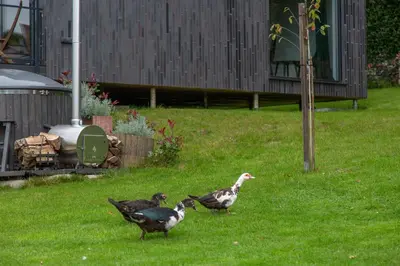 a group of ducks standing in the grass at Meerbeek Unwind in Kortenberg