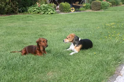 two dogs laying in the grass in a yard at B&B Het KoeKoeKsnest Schelle in Schelle