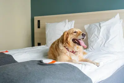 a dog laying on top of a bed at Citybox Brussels Centre Louise in Brussels