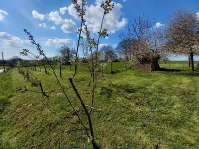 a row of apple trees in a field at Trionfo in Gaasbeek