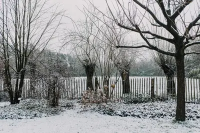 a snow covered yard with trees and a fence at Vakantiehuis De Bekaf in Stekene