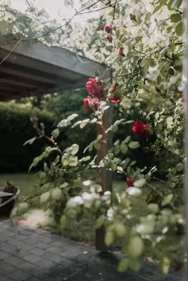 a bush with red roses in a garden at Vakantiehuis De Bekaf in Stekene