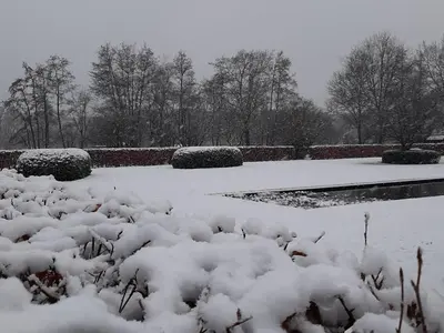 a snow covered garden with bushes and a pond at B&B De Levensboom in Tessenderlo