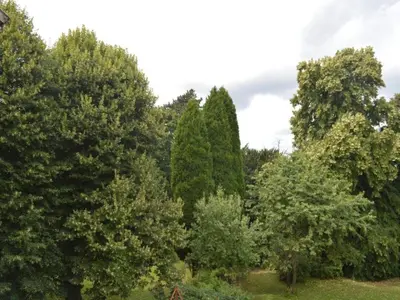 a group of trees in a field at Glabbeek Family Retreat Home in Bunsbeek
