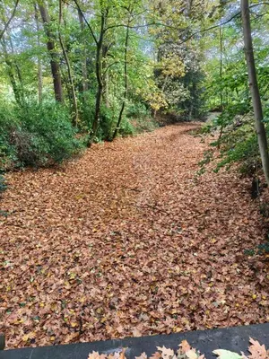 a trail covered in leaves in the woods at Green HOME Wieze in Wieze