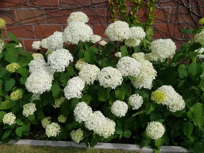 a bunch of white flowers in front of a building at B&B De Vlierbeek in Sint-Niklaas