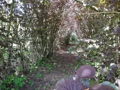 a path through a garden with trees and plants at Villa in Zottegem with Pool and Sauna in Wolvenhoek