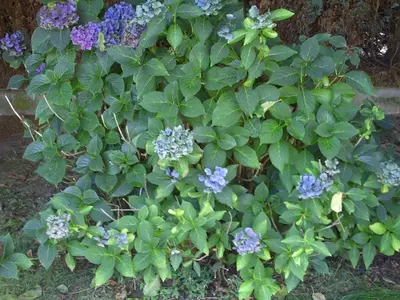 a plant with purple flowers and green leaves at Apartment Capitalcondos in Ninove