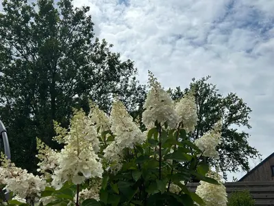 a bunch of white flowers in front of a tree at Chalet Leon in Geel