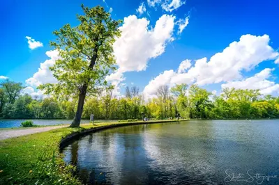 a tree on the shore of a lake at Villa Flandre in Berlare