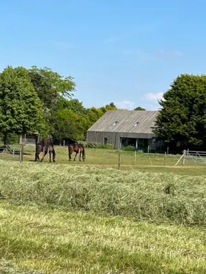 two horses grazing in a field next to a barn at De Krekelberg in Brecht